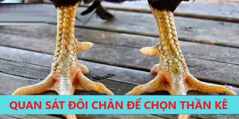 Chiến kê sở hữu đôi chân như thế nào mới đạt tiêu chuẩn