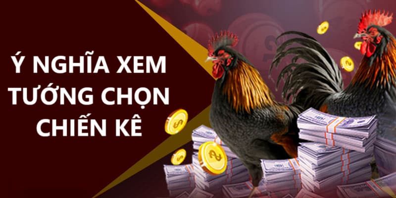 Việc xem tướng của chiến kê có ý nghĩa quan trọng