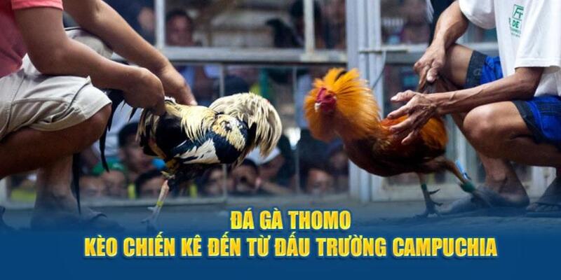 Các đặc điểm nổi bật tại đá gà Thomo online